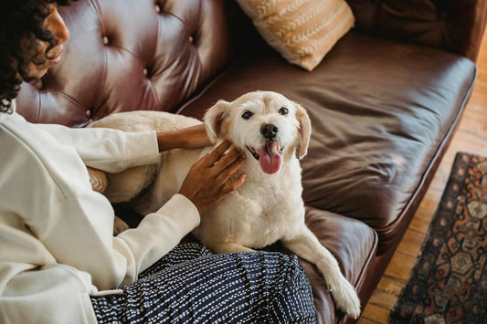 TheBlendBarn's Pet Care Picks